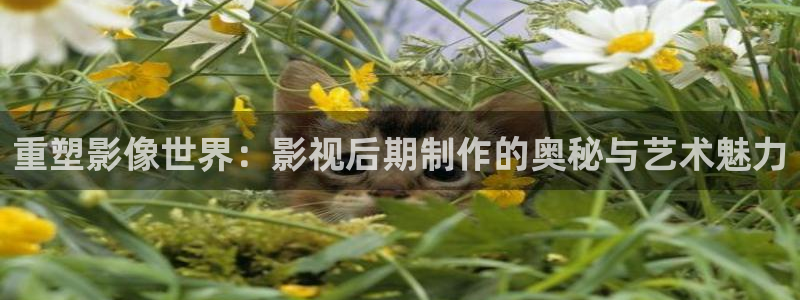 飘花手机电影电视在线